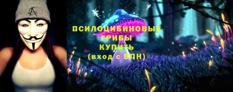 Псилоцибиновые грибы Cubensis  закладки  Правдинск 